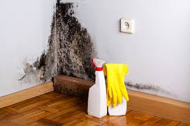 Best Mold Damage Restoration in Clinton, OH